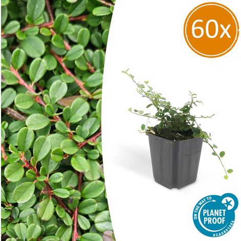 60x Cotoneaster procumbens 'Streib's Findling' Plante Couvre-sol Vigoureuse 10-25 cm Pot Ø 9 cm - PANGIVO (1/5)