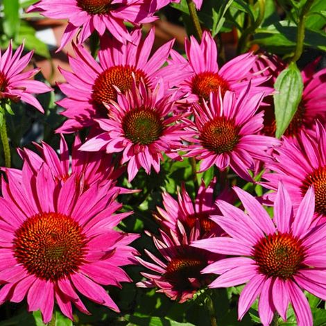 4 x Rudbeckia pourpre 'Js. Roho'® 'J.s. Roho'® - godet 9x9 cm (1/5)