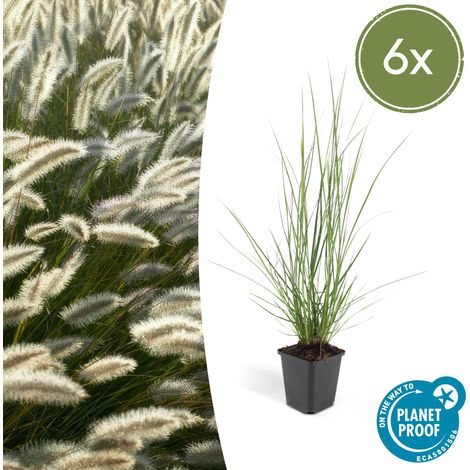 Lot de 6 Herbes aux Écouvillons Pennisetum Hameln Graminée Ornementale Hauteur 10-25 cm Pot Ø 9 cm - PANGIVO (1/5)
