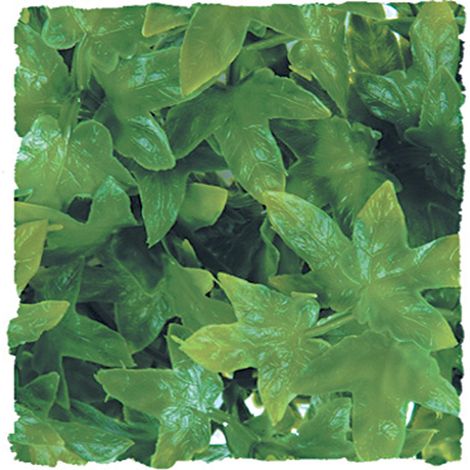 Plante congo ivy mm bu22e