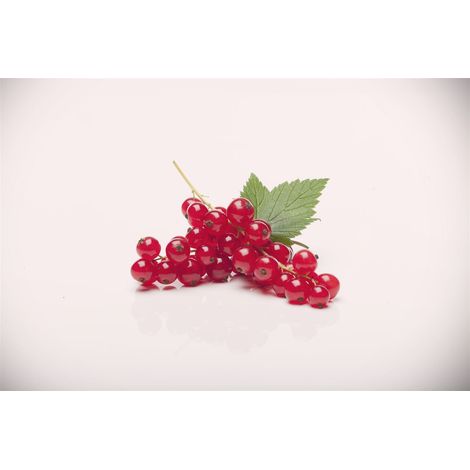 Johannisbeere 'Rovada' Ribes rubrum 'Rovada' 2L 45-