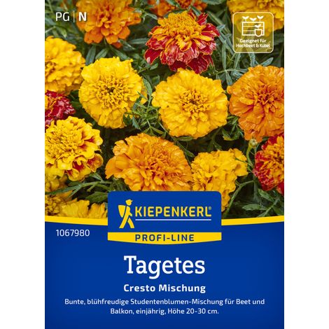 Kiepenkerl Profi-Line Blumensamen Tagetes Cresto Mischung für ca. 60 Pflanzen (1/2)