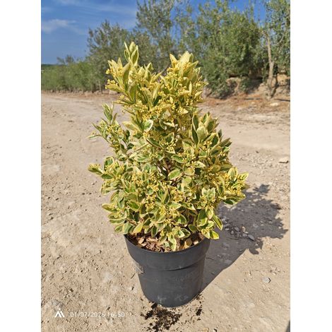 EUONYMUS JAPONICUS TOUFFE 24 BRAVO