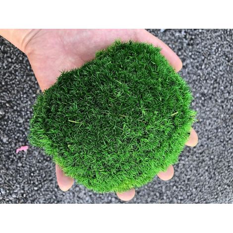 Coussin en Mousse préservée - Coussin en Mousse - Décoratif - Vert Naturel - Kit de Bricolage - pour Terrarium, Jardinage, Art Mural, décor Fleuriste (Vert-C, 0.15 m²) (1/5)