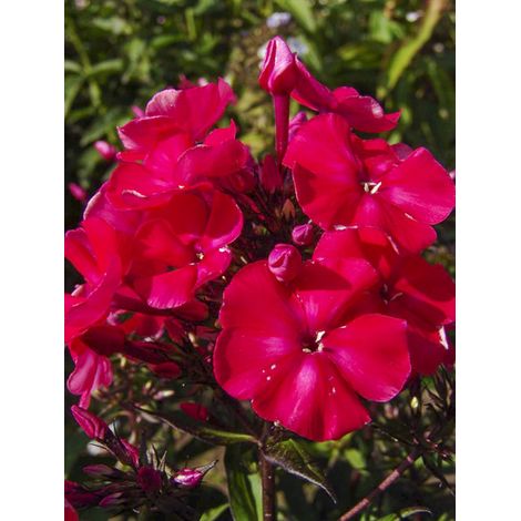 Phlox 'Younique Red' Racines nues, Qualité premium (1/2)