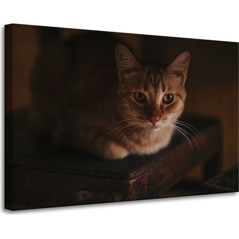 Leinwanddruck Tiere Hauskatze 90x60 cm