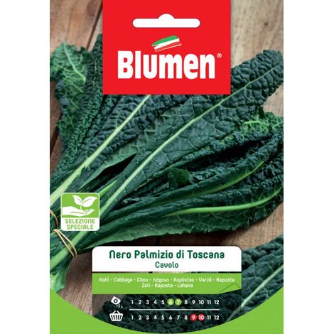 SEMI CAVOLO NERO PALMIZIO DI TOSCANA