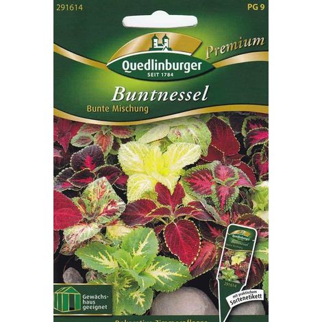 Quedlinburger Buntnessel Bunte Mischung - Blumensamen (1/4)