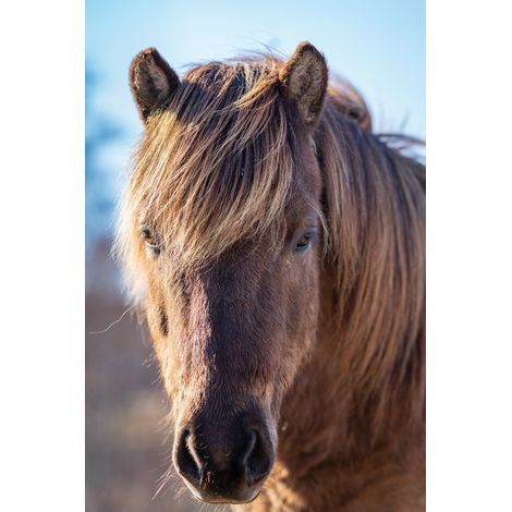 Tableau sur toile cheval nature 30x45 cm - Impression sur Toile Murale Décorative - Image imprimée en HD sur Toile - Toile sur Châssis en Bois FSC - Fabriqué en France (1/5)