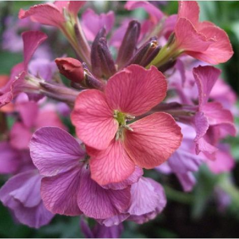 4 x Giroflée  - Erysimum 'Constant Cheer'  - godet 9x9 cm (1/5)