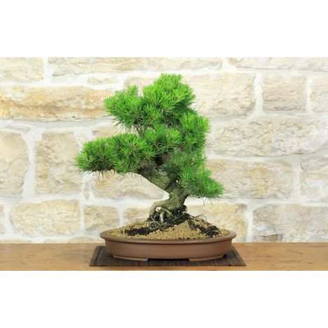 Bonsai di Pino Nero Thunbergii (90) (1/5)