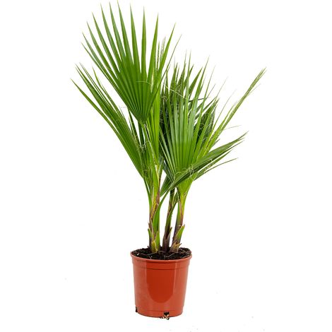 Bloomique - Washingtonia Robusta - Palmier éventail mexicain - Palmier rustique - Plantes de jardin - Hauteur 60-80 cm - Pot 17 cm (1/5)