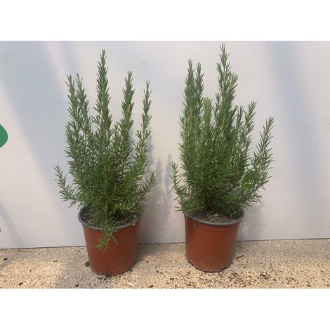 PIANTA DI ROSMARINO ERETTO  vaso 18 cm altezza 30  cm (foto reali)