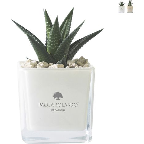 Paola Rolando pianta grassa bomboniera con vaso di vetro a cubo Sogno - Bianco