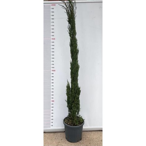 PIANTA DI CIPRESSO CUPRESSUS SEMPERVIRENS ALTEZZA 200 (foto reale) SEMPREVERDE