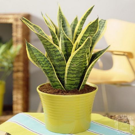 1 PIANTA DI SANSEVIERIA FUTURA SUPERBA IN VASO 17CM DA INTERNO APPARTAMENTO LINGUA DI SUOCERA GRASSE (1/2)
