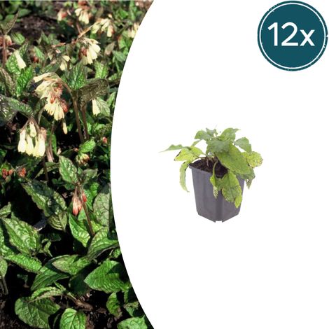 12x Symphytum grandiflorum Plante Couvre-sol Vivace Fleurs Crème/Jaune Pot Ø9cm 10-25cm - PANGIVO (1/5)