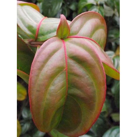 Cornouiller 'Blooming White Tetra' Pot de 4L/5L