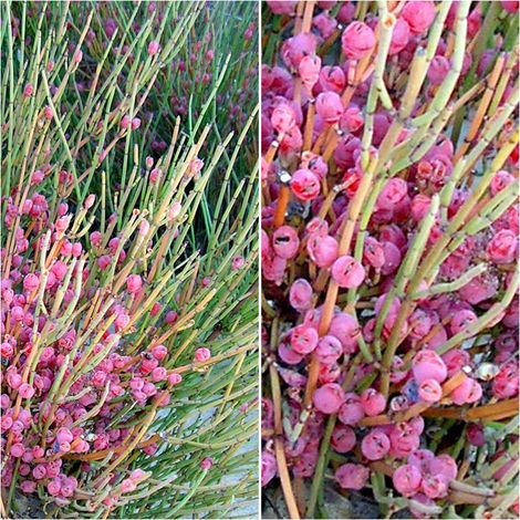 Semillas de Canadillo Ephedra Fragilis. 10 Gramos