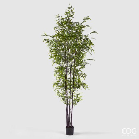 EDG Enzo De Gasperi Bamboo con Vaso H 240 cm Colore Verde Scuro e Chiaro