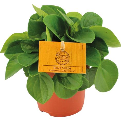 Peperomia Rana Verde Plante Verte d’Intérieur Feuillage Brillant Pot 11 cm H 15 cm - PANGIVO (1/4)