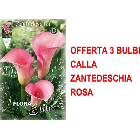 BULBI PRIMAVERILI OFFERTA 3 BULBI CALLA ZANTEDESCHIA ROSA BULBO BULBS