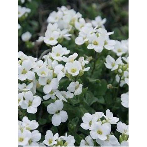 Arabette du Caucase 'Bakkely' Godet de 8/9 cm
