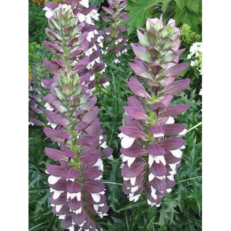 Acanthe de Hongrie 'White Lips' Godet de 8/9 cm