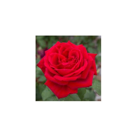 MEILLAND Rosa Cherry Explosion rosso ciliegia rifiorente profumata vigorosa (1/5)