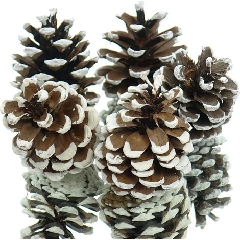 Kaemingk Weihnachtsdeko Kiefernzapfen Natur mit weißen Spitzen Ø ca. 5 cm 5er Pack (1/2)
