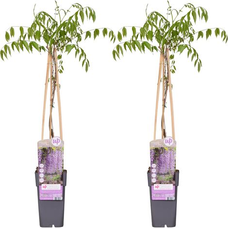 Glycine du Japon 'Naga Noda' Lot de 2 Plantes Grimpantes Fleurs Violet Foncé H65 cm - PANGIVO (1/3)
