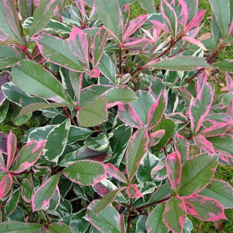 Photinia x Fraseri 'Pink Marble' Fotinia Variegata Pianta da Siepe - Select 1: 80/100 cm (1/4)