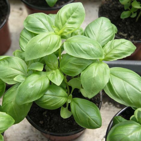 Basilic 'Genovese' Bio le sachet de 800 graines environ (1,5g) (1/2)