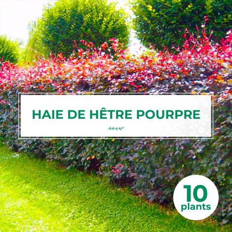 20 Hêtres Pourpre (Fagus Sylvatica Atropurpurea) - Haie de Hêtre Pourpre (1/4)