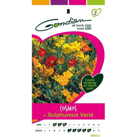 Gondian - Cosmos Sulphureus Varié