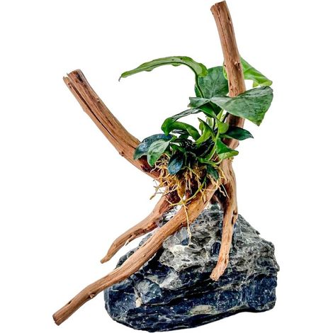 AquaOne Anubias nana Pflanze auf Moorkienwurzel mit Seiryu Stein