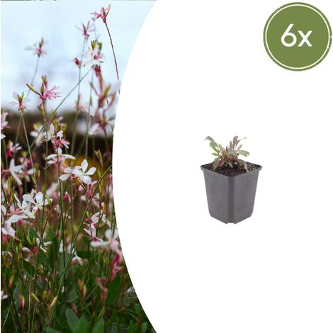 Lot de 6 Gaura lindheimeri 'Siskiyou Pink' Plante Vivace Floraison Rose 10-25 cm Pot Ø 9 cm - PANGIVO (1/5)