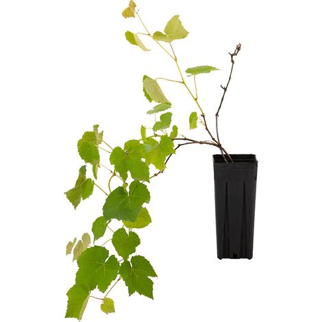 Vitis labrusca - uva fragola nera - vaso quadro 9x9x20 cm