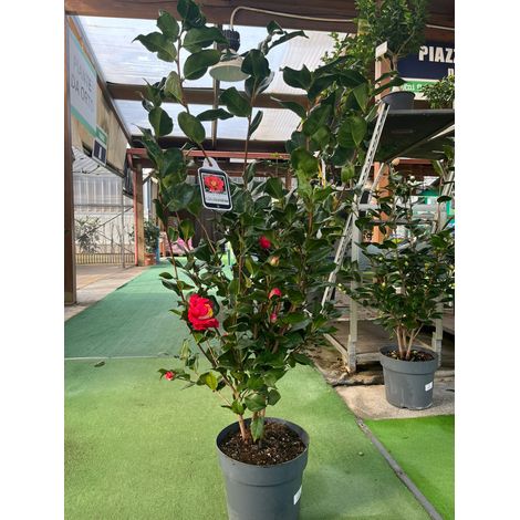 Camelia Japonica (1/2)
