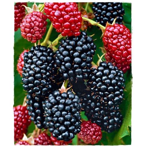Mora (Rubus Fruticosus) Thornfree SENZA SPINE H 100 CM FOTO REALI