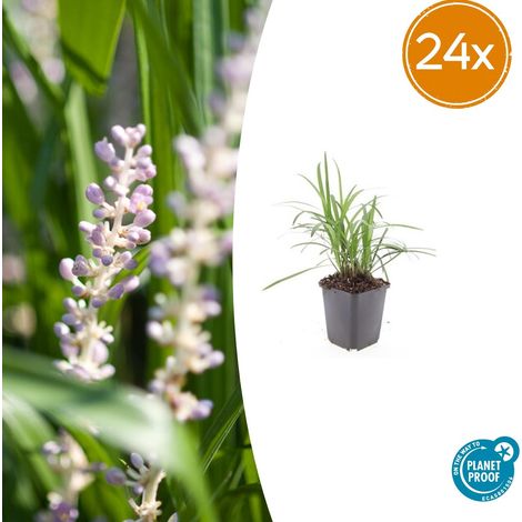 Lot de 24 Liriope muscari 'Monroe White' - Plante Couvre-sol Persistante - Fleurs Blanches - Pot Ø9 cm - PANGIVO (1/5)