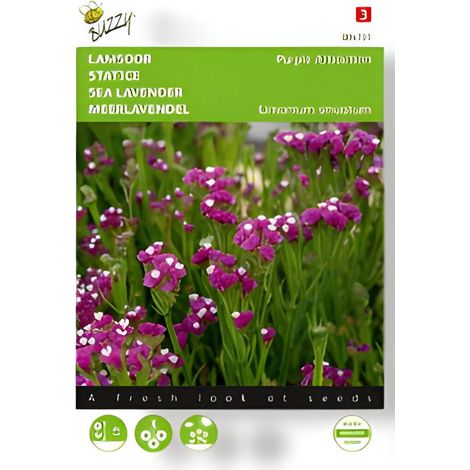 Graines de lavande de mer violette (Limonium sea lavender purple attraction) 0,2 gramme (1/3)