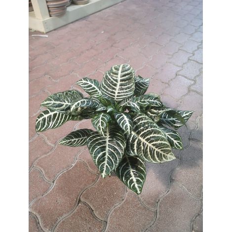 Aphelandra Squarrosa