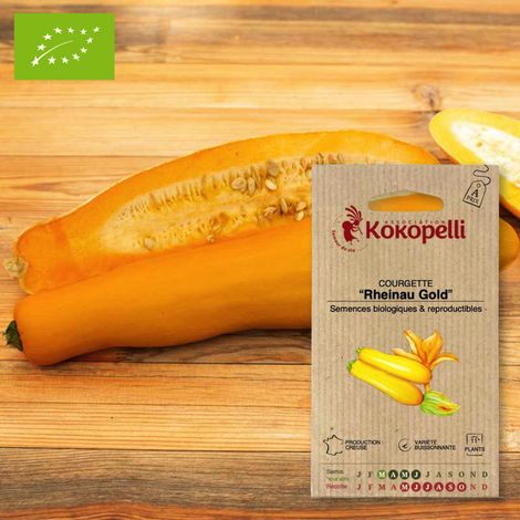 Courgette Rheinau Gold