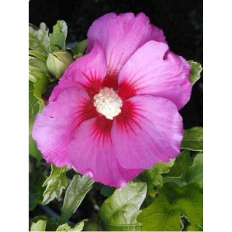 Mauve en arbre Russian Violet® 'Floru' Pot de 3L/4L