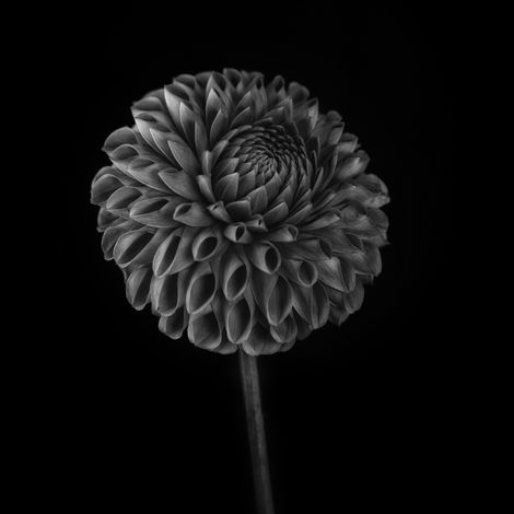 Tableau sur toile fleur ronde noir et blanc 30x30 cm - Impression sur Toile Murale Décorative - Image imprimée en HD sur Toile - Toile sur Châssis en Bois FSC - Fabriqué en France (1/5)