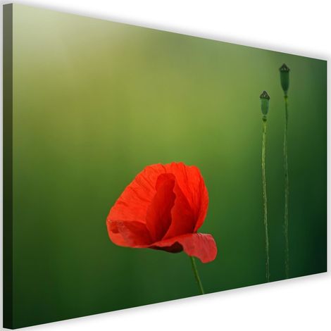 Cadre déco Coquelicot rouge Nature 60x40 (1/5)