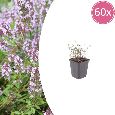 60x Thym Commun (Thymus vulgaris) Plante Aromatique et Couvre-sol Mellifère - Pot Ø 9 cm 10-25 cm - PANGIVO (1/5)
