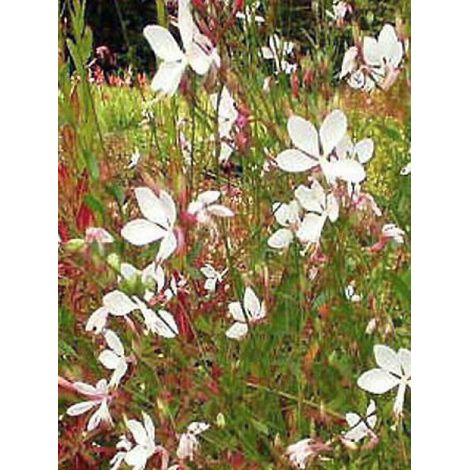 Gaura lindheimeri 'Whirling Butterflies' – Plante fleurie d'intérieur – Très florifère – Rusticité jusqu'à -23°C – Godet de 8/9 cm