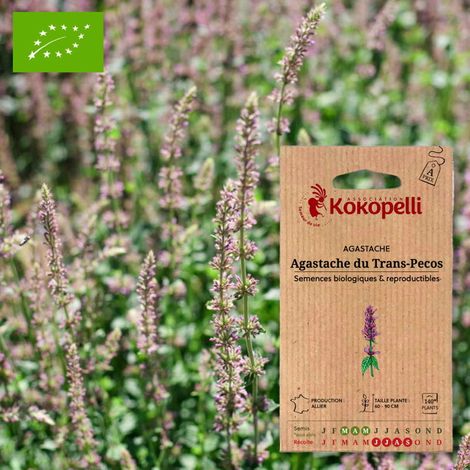 Agastache du Trans-Pecos- Graines bio à semer (1/2)